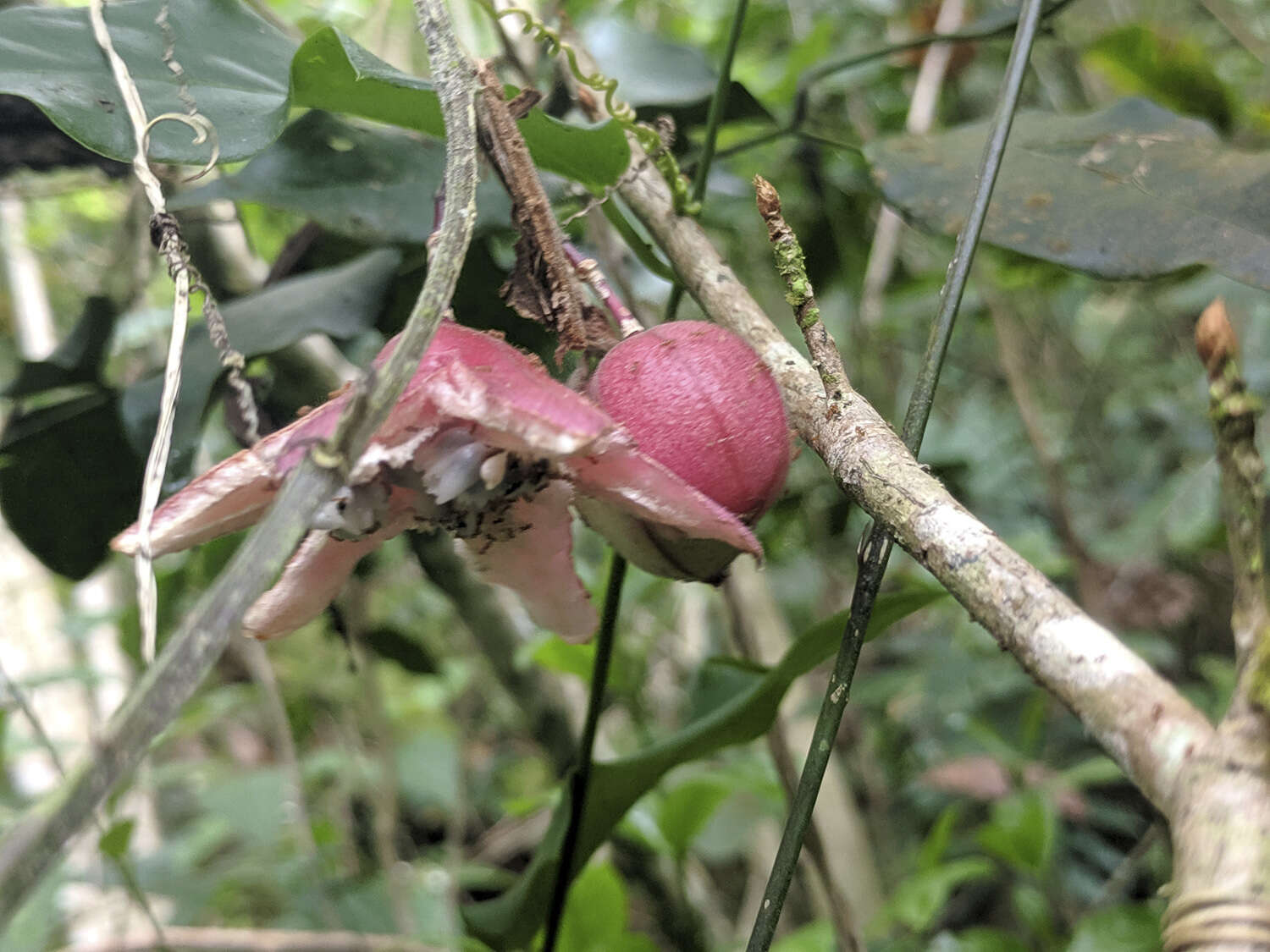 Imagem de Passiflora rubra L.