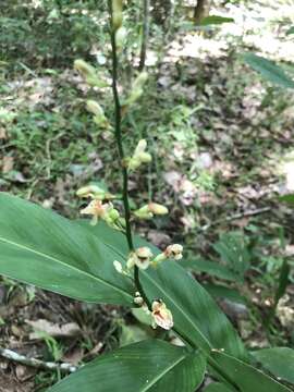 Sivun Alpinia conchigera Griff. kuva