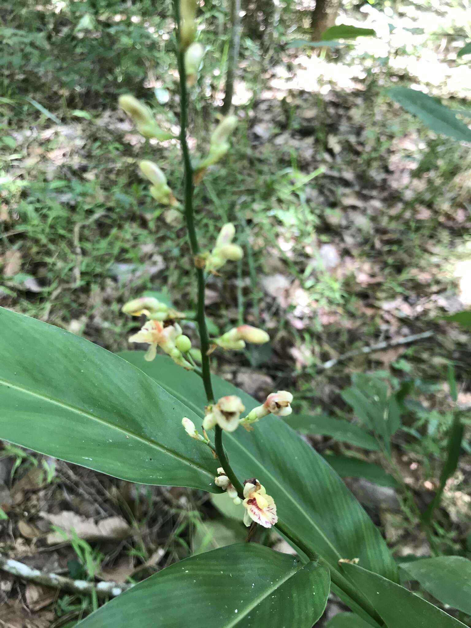 Image of Lesser Alpinia