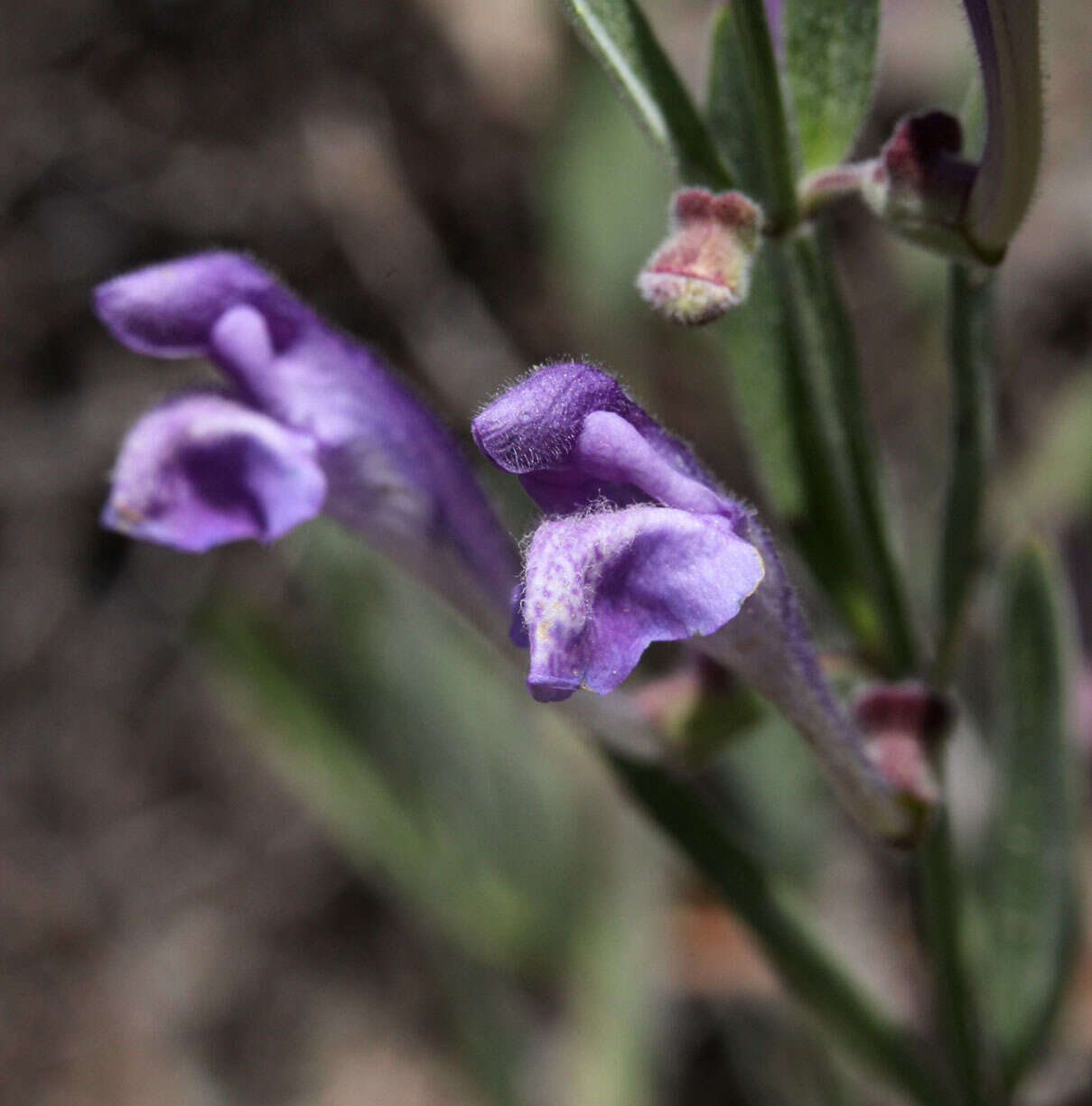 Image of Gray-Leaf Skullcap