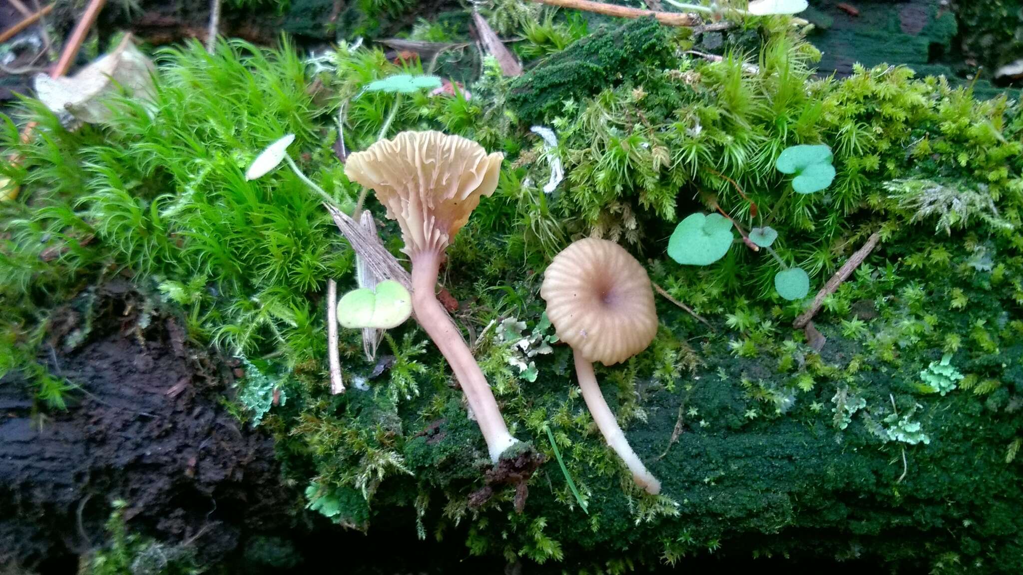 Image de Lichenomphalia umbellifera (L.) Redhead, Lutzoni, Moncalvo & Vilgalys 2002