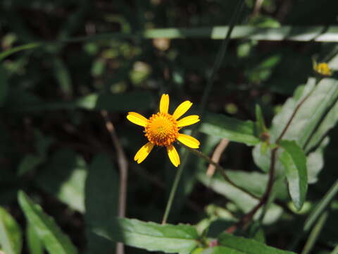 Image de Acmella repens (Walt.) Richard