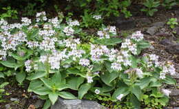 Image of Pennellianthus frutescens (Lamb.) Crosswhite