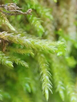 Слика од Scleropodium cespitans L. F. Koch 1950