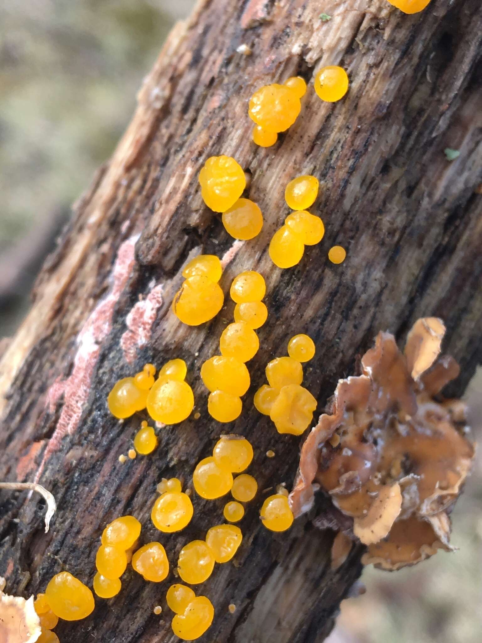 Image of Dacrymyces capitatus Schwein. 1832