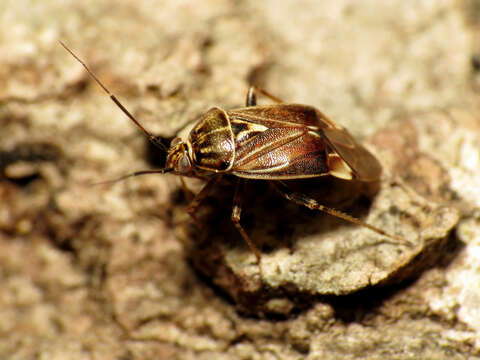 Image of Tarnished Plant Bug