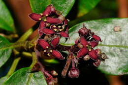 Image of Aucuba chinensis Benth.