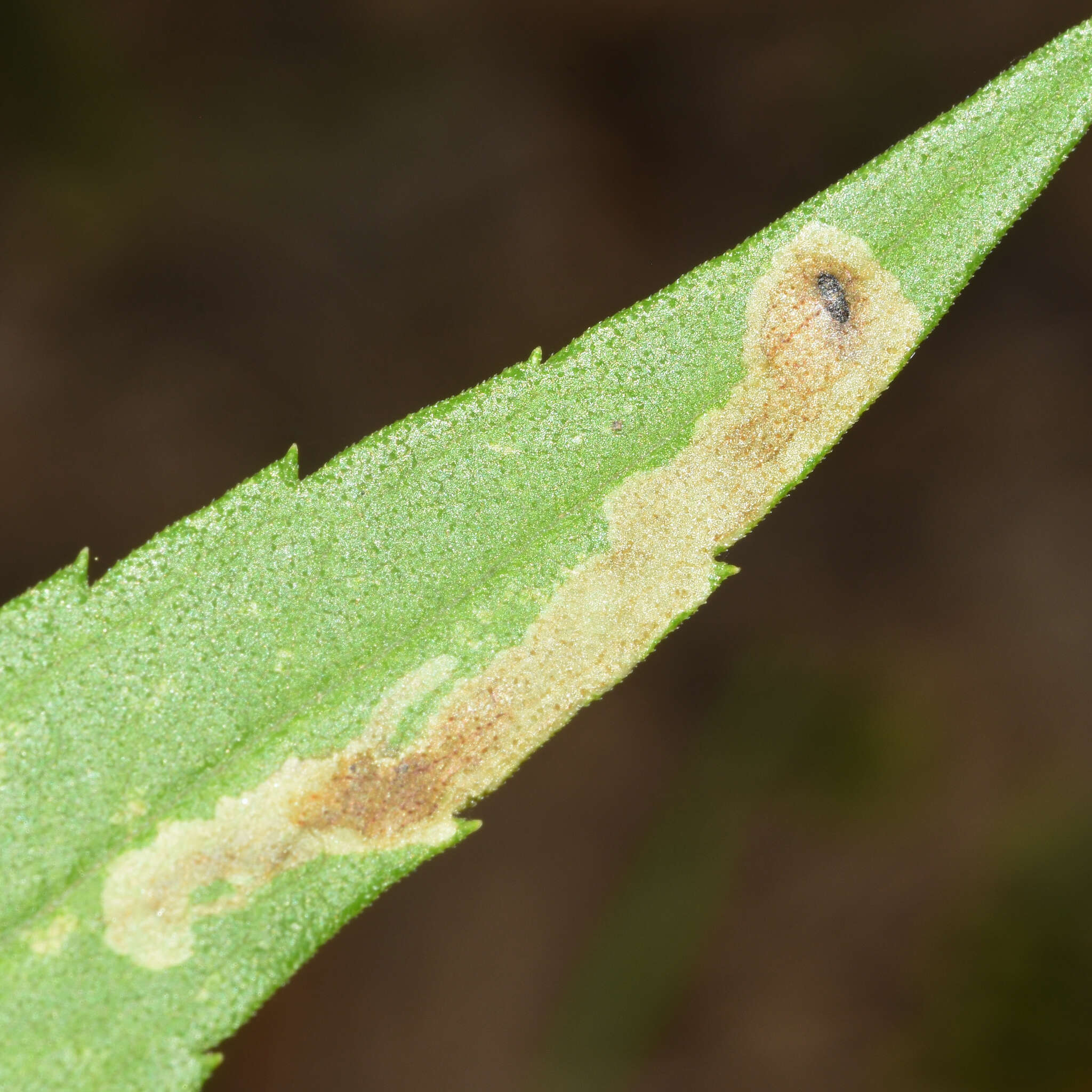 Image of Calycomyza solidaginis (Kaltenbach 1869)