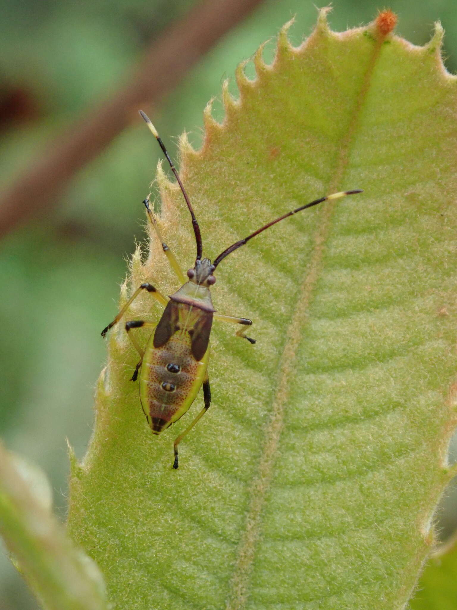 Amblypelta nitida Stål 1873的圖片