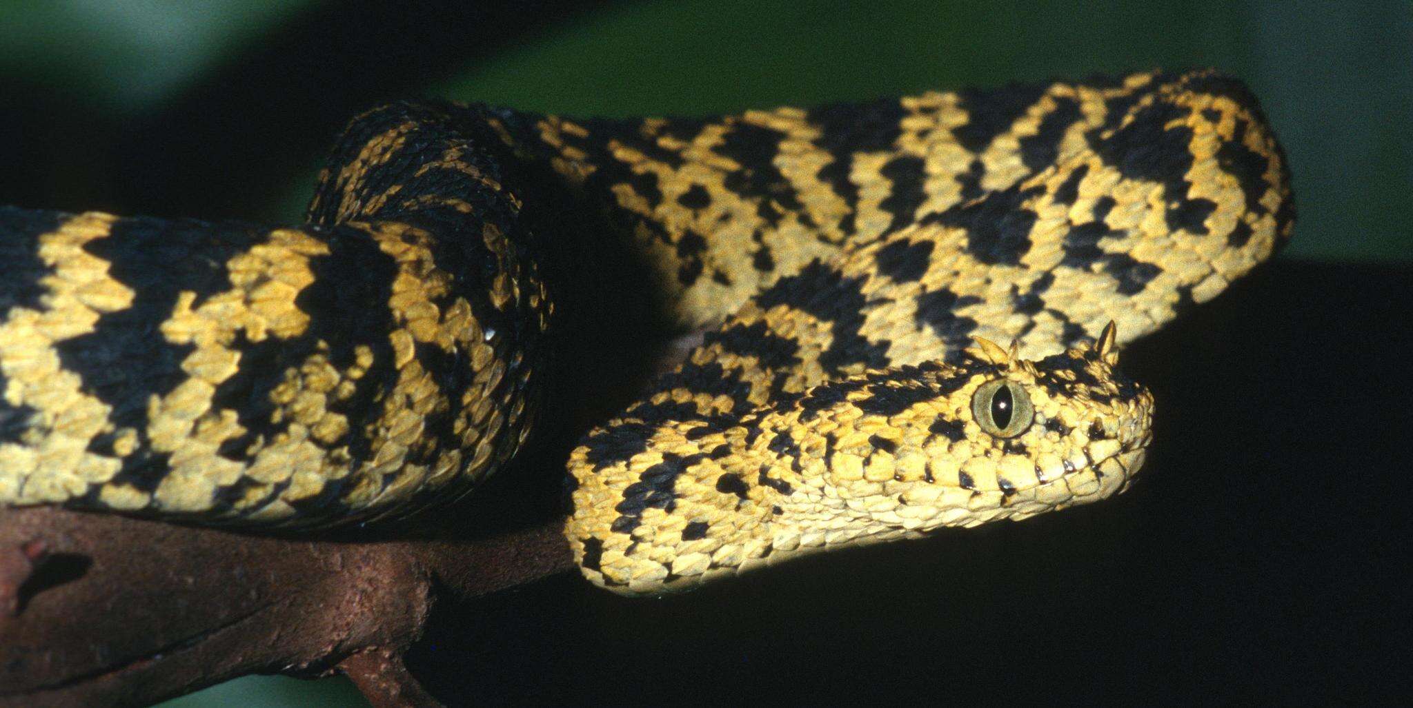 Image of Usambara Eyelash Viper