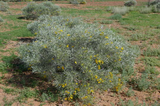 Image of <i>Senna artemisioides</i> subsp. <i>petiolaris</i>