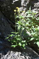 Image de Potentilla chamissonis Hultén