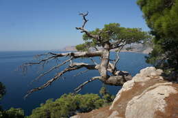 Image of Pinus brutia var. pityusa (Steven) Silba