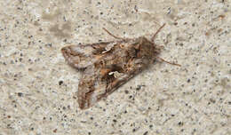 Image of Alfalfa Looper Moth