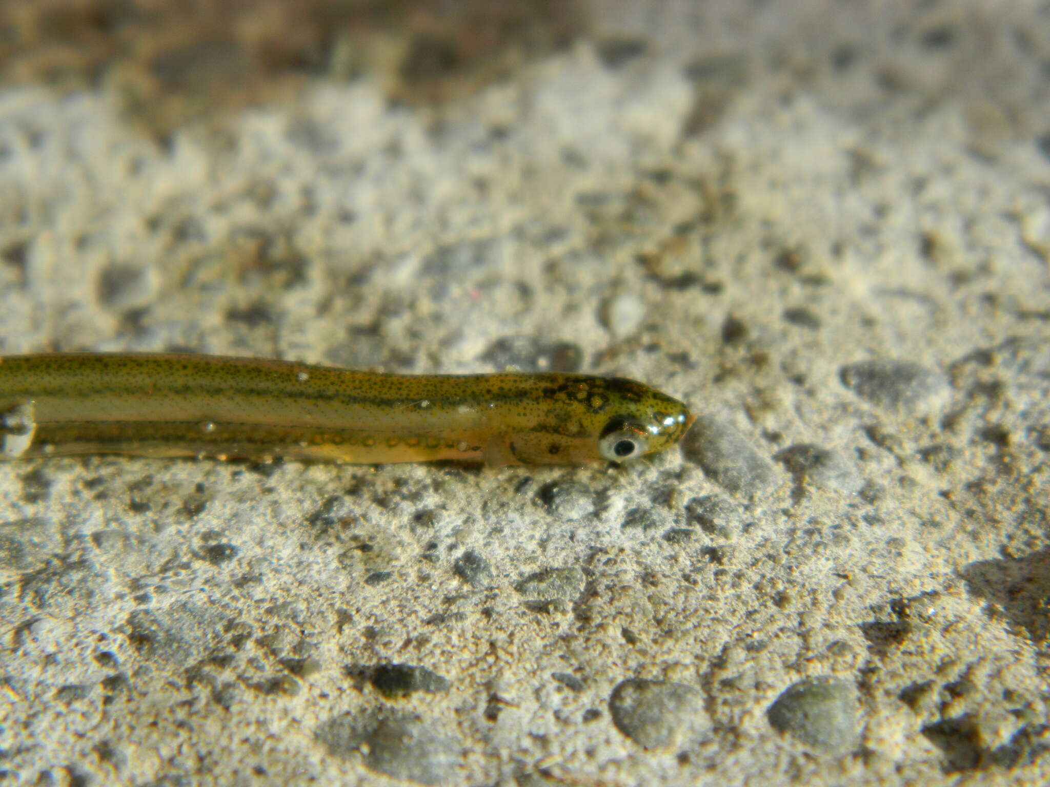 Image de Galaxias maculatus (Jenyns 1842)