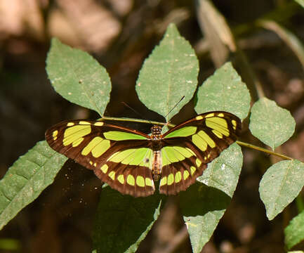 Image of dido longwing