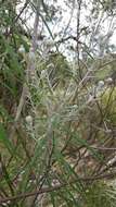 Image of woolly ironweed