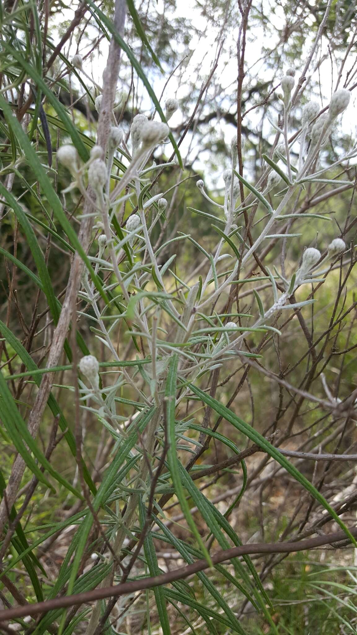 Image of woolly ironweed