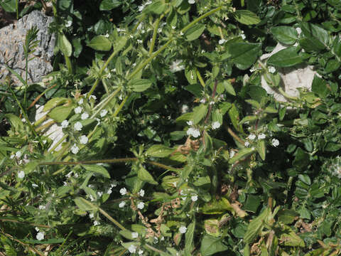 Image of Sideritis romana subsp. curvidens (Stapf) Holmboe