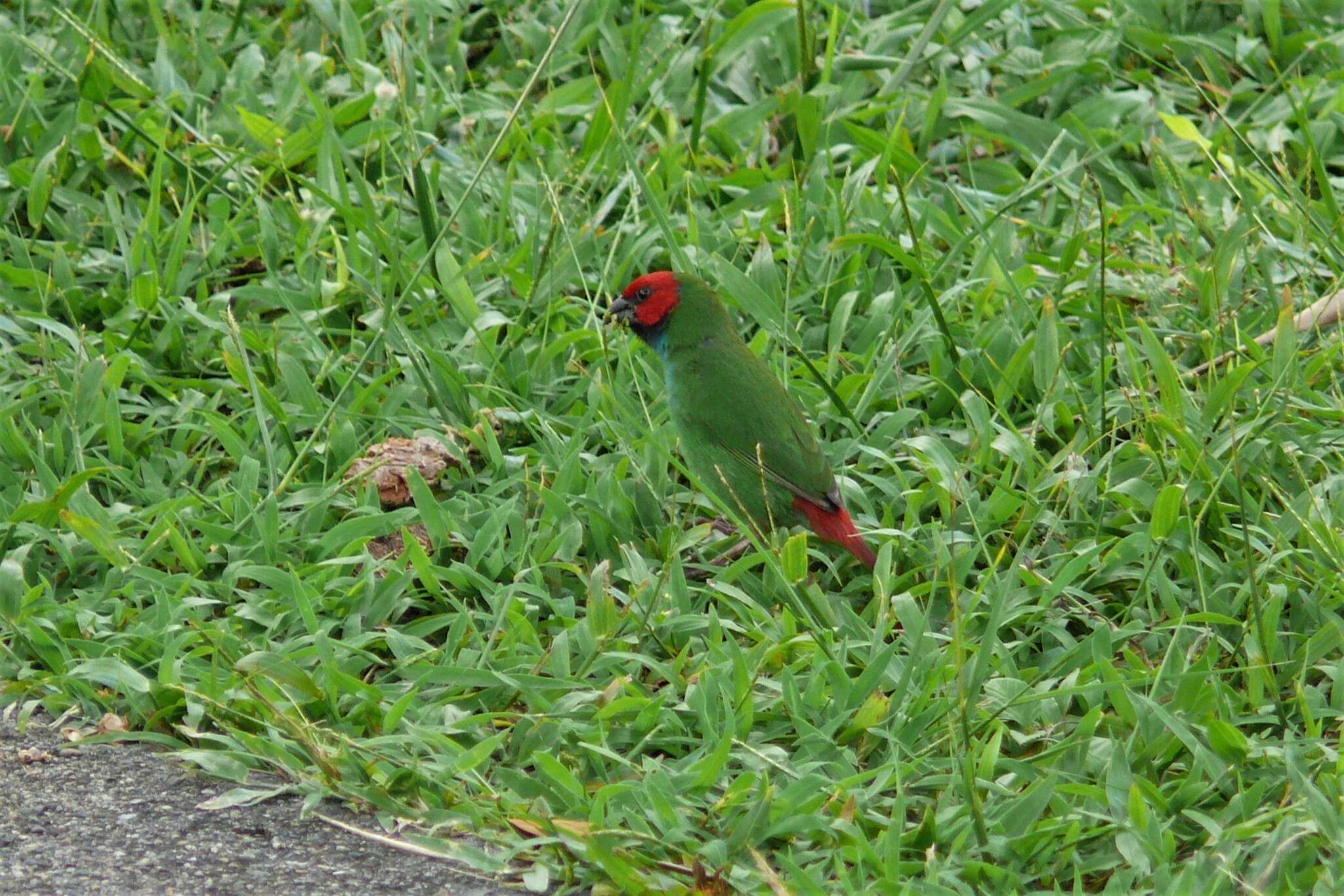 Image of Fiji Parrotfinch