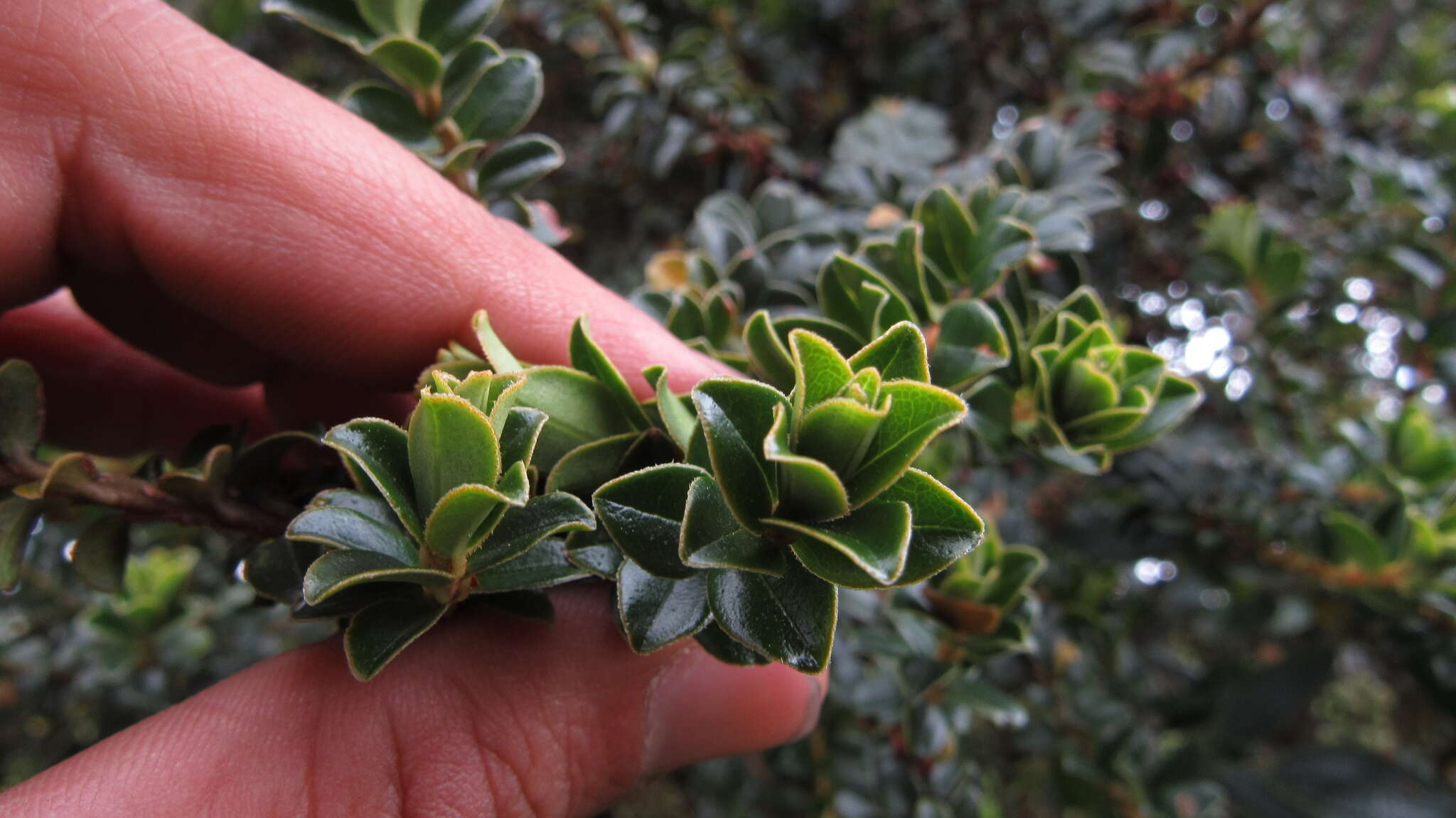 Image of Myrsine dependens (Ruiz & Pav.) Sprengel