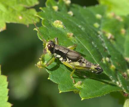 Melanoplus viridipes Scudder & S. H. 1897的圖片