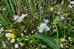 Image of Aster incisus Fisch.