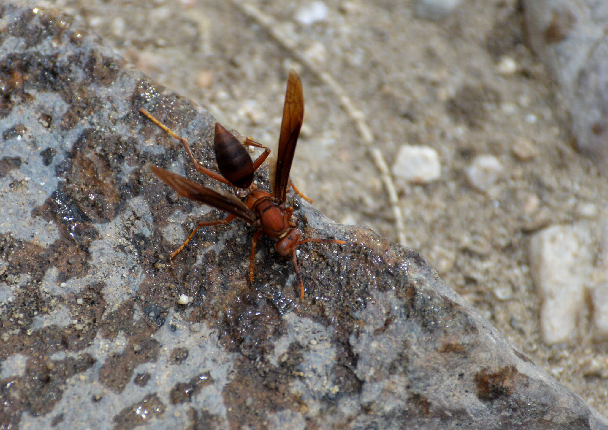 Image of Polistes major castaneicolor Bequard 1938