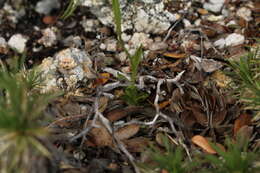 Pterostylis saxosa的圖片