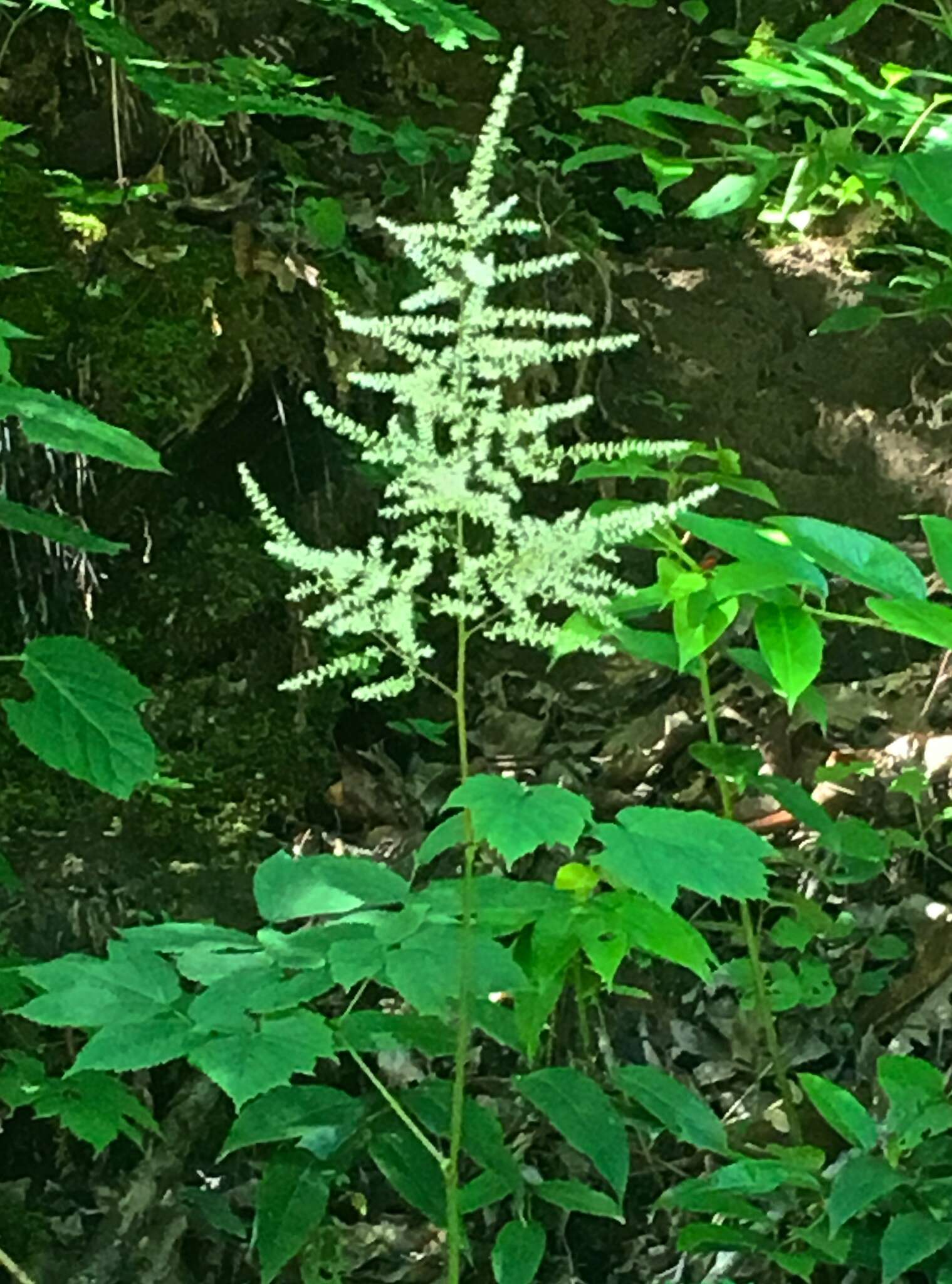 Image of Appalachian False Goat's-Beard