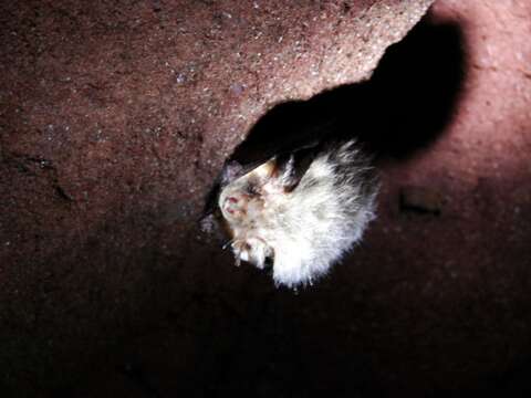 Image of Brown long-eared bat