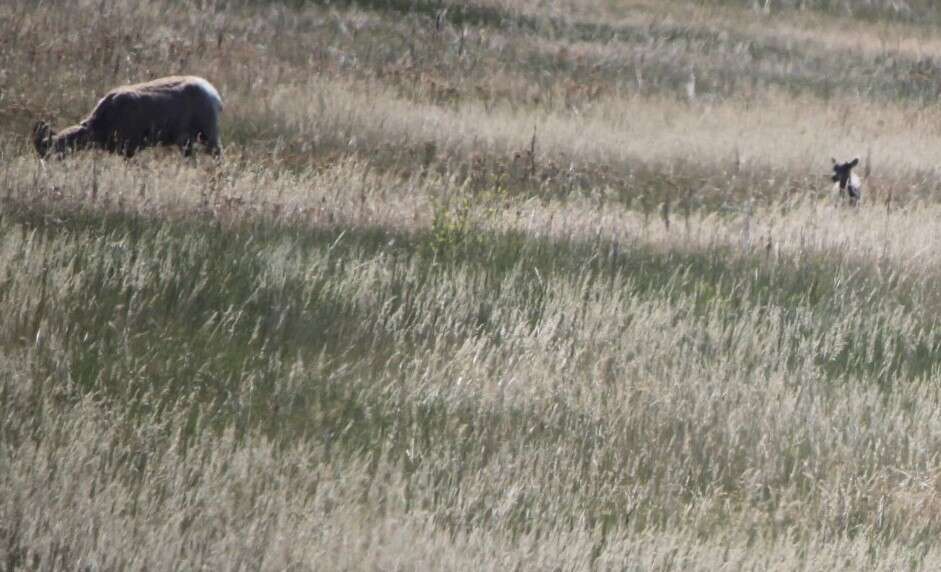 Image of Ovis canadensis canadensis Shaw 1804