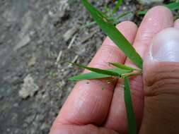 Plancia ëd Panicum acuminatum var. acuminatum