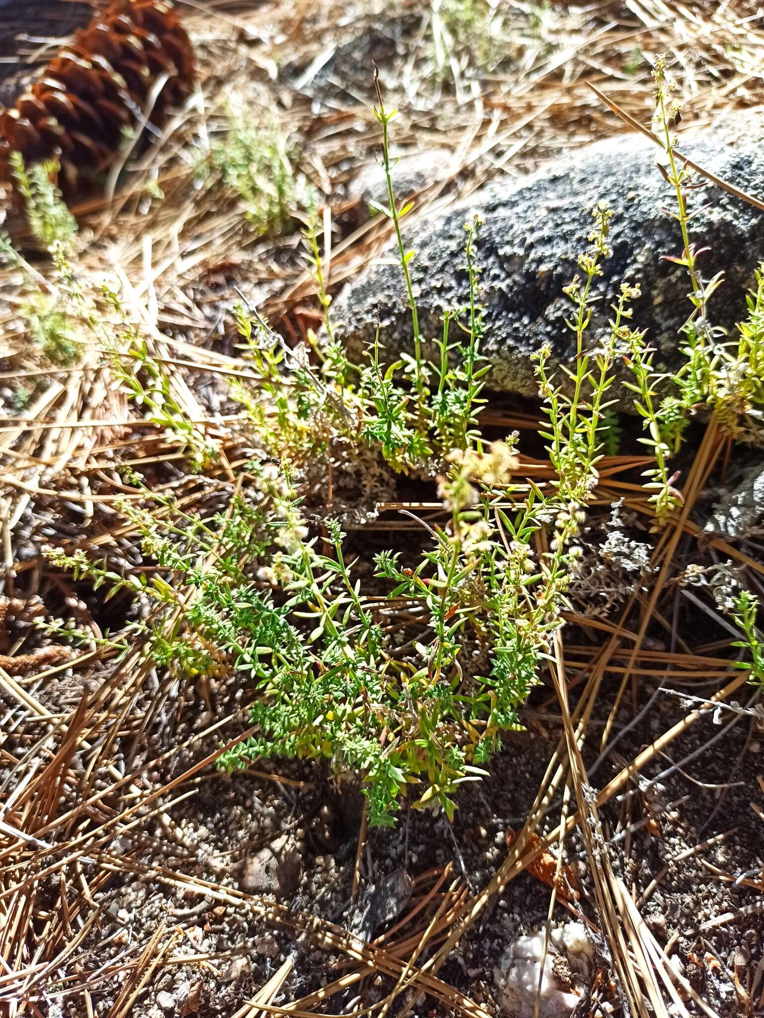 Plancia ëd Galium wigginsii Dempster