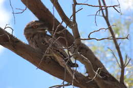 Image of Tawny Frogmouth