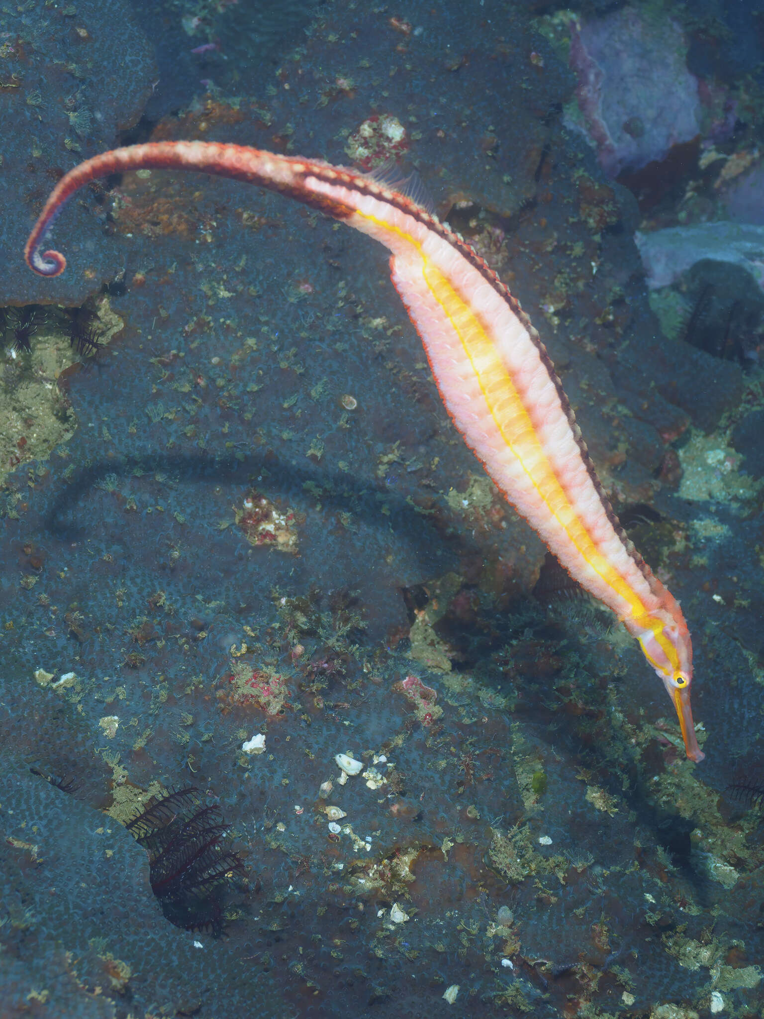 Image of Duncker&#39;s pipefish