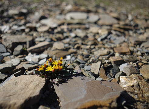 Image of dwarf alpine hawksbeard