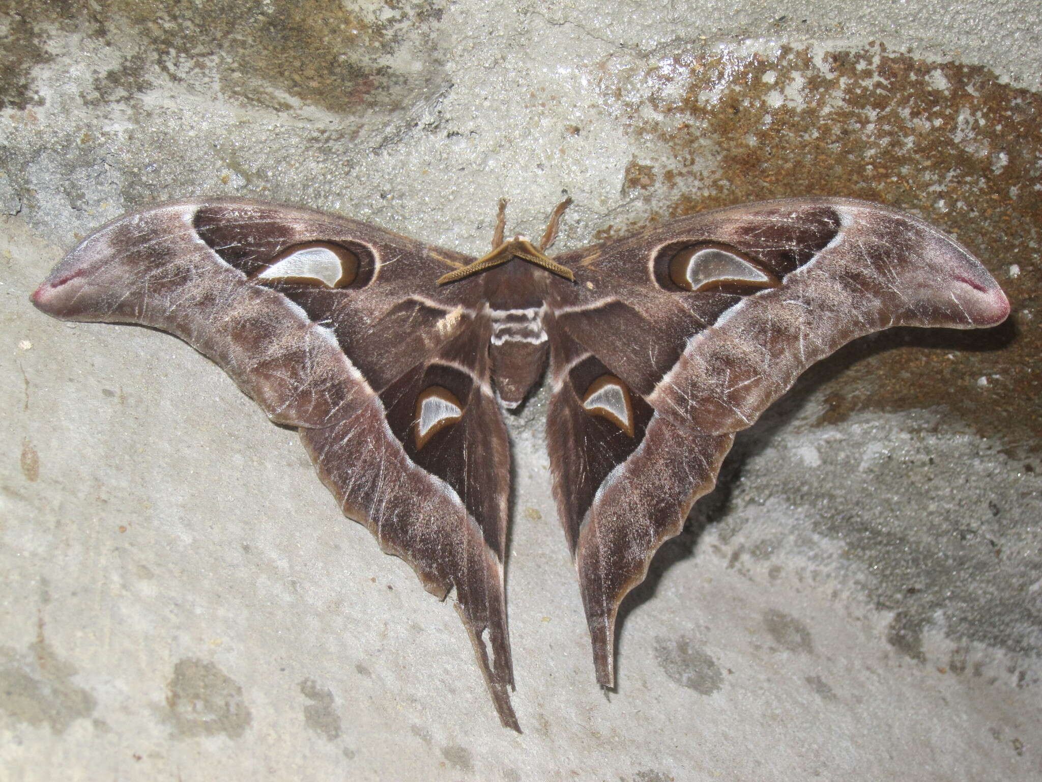 Imagem de Coscinocera anteus Bouvier 1928