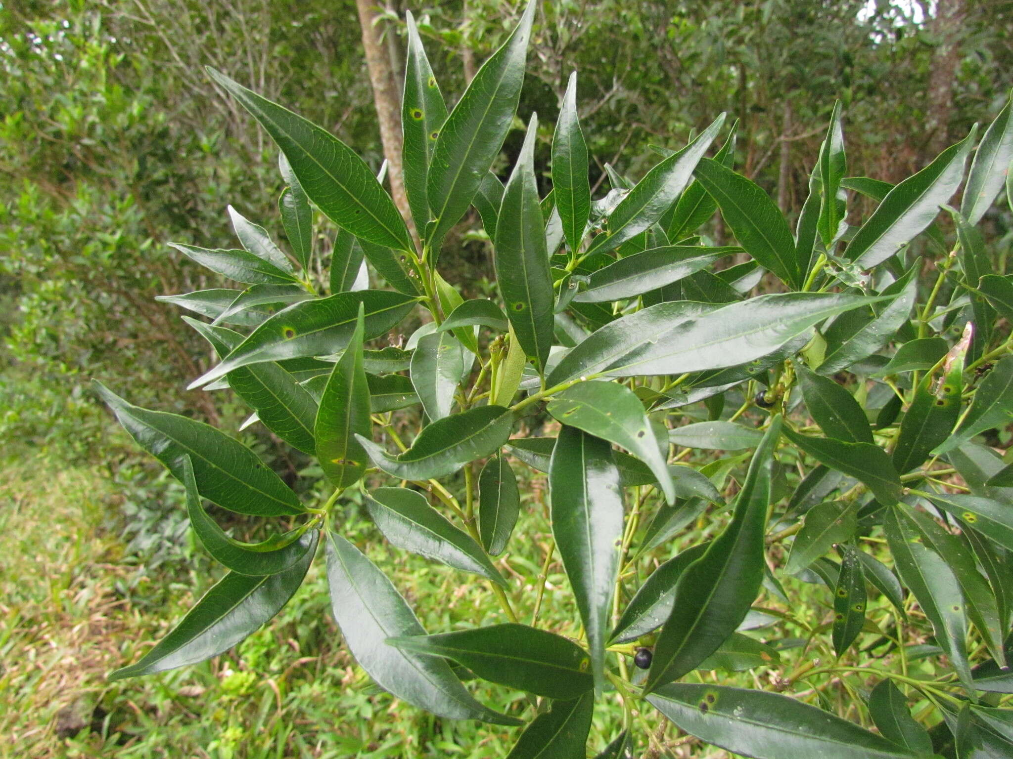 Image of Palicourea sessilis (Vell.) C. M. Taylor