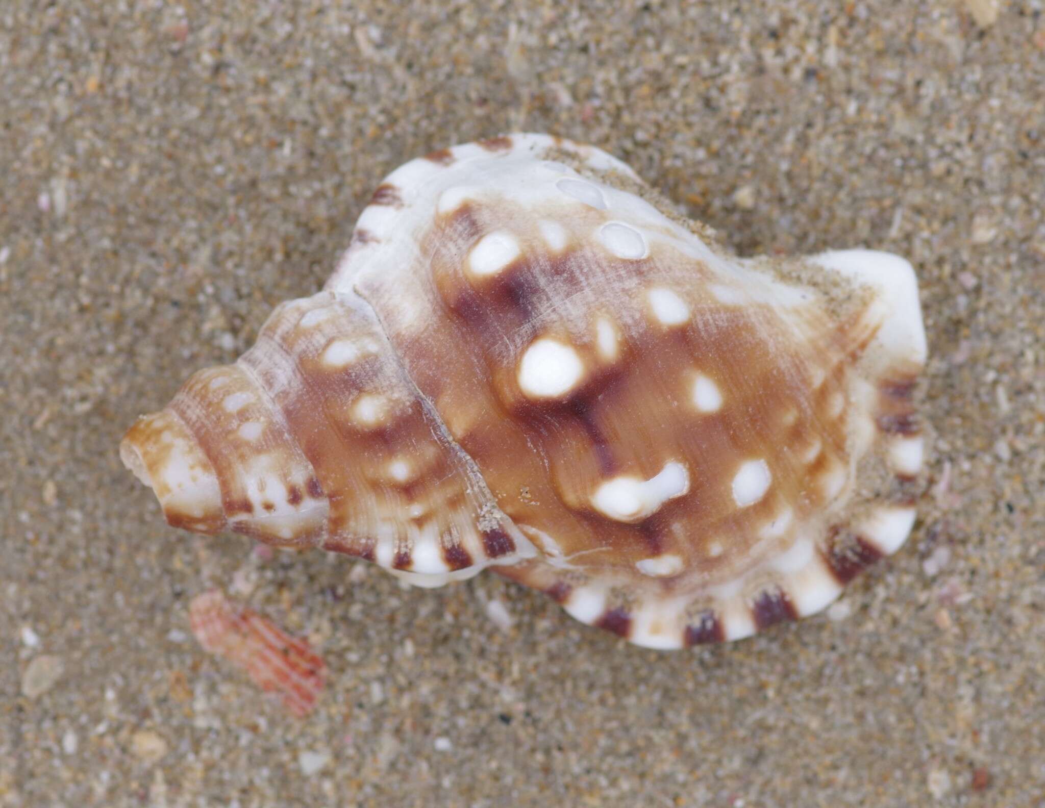 Image of Ranella gemmifera (Euthyme 1889)