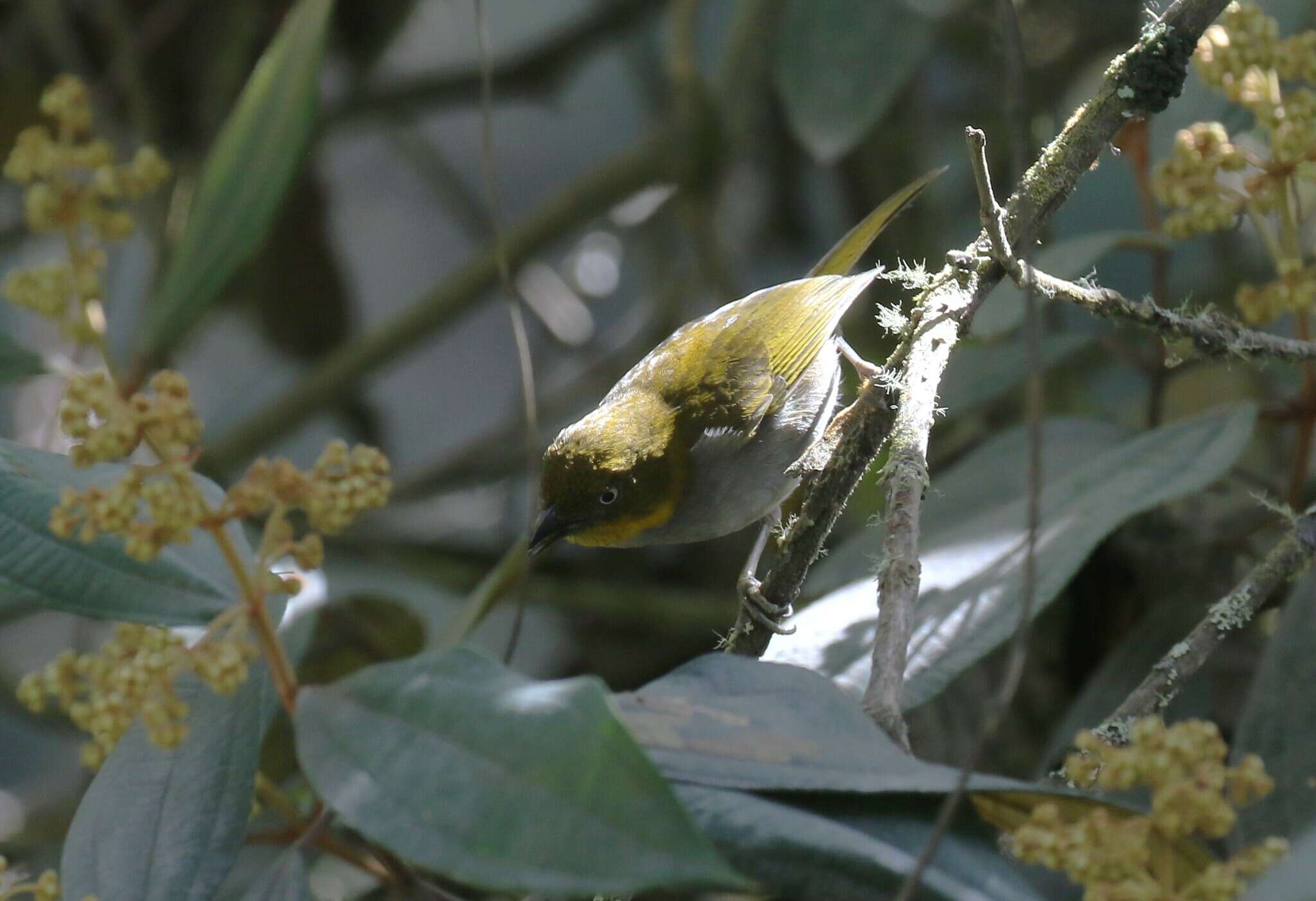 Plancia ëd Chlorospingus parvirostris Chapman 1901