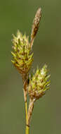 Image of Bicknell's sedge