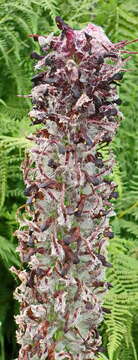 Image of Pedicularis atropurpurea Nordm.