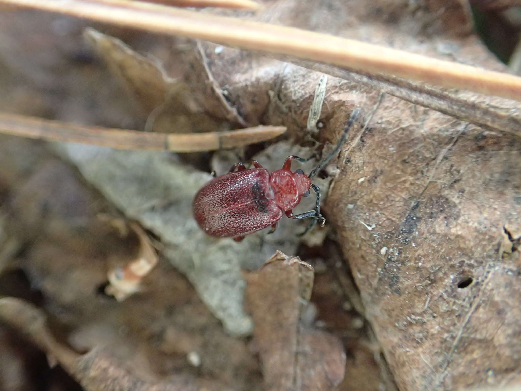 Image of Cherry leaf beetle