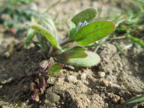 Image of Early Forget-me-not