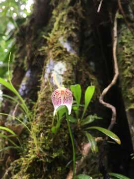 Image of Masdevallia guttulata Rchb. fil.