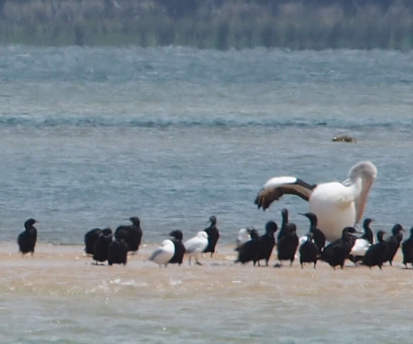 Image of Little Black Cormorant