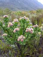 Plancia ëd Leucospermum winteri J. P. Rourke