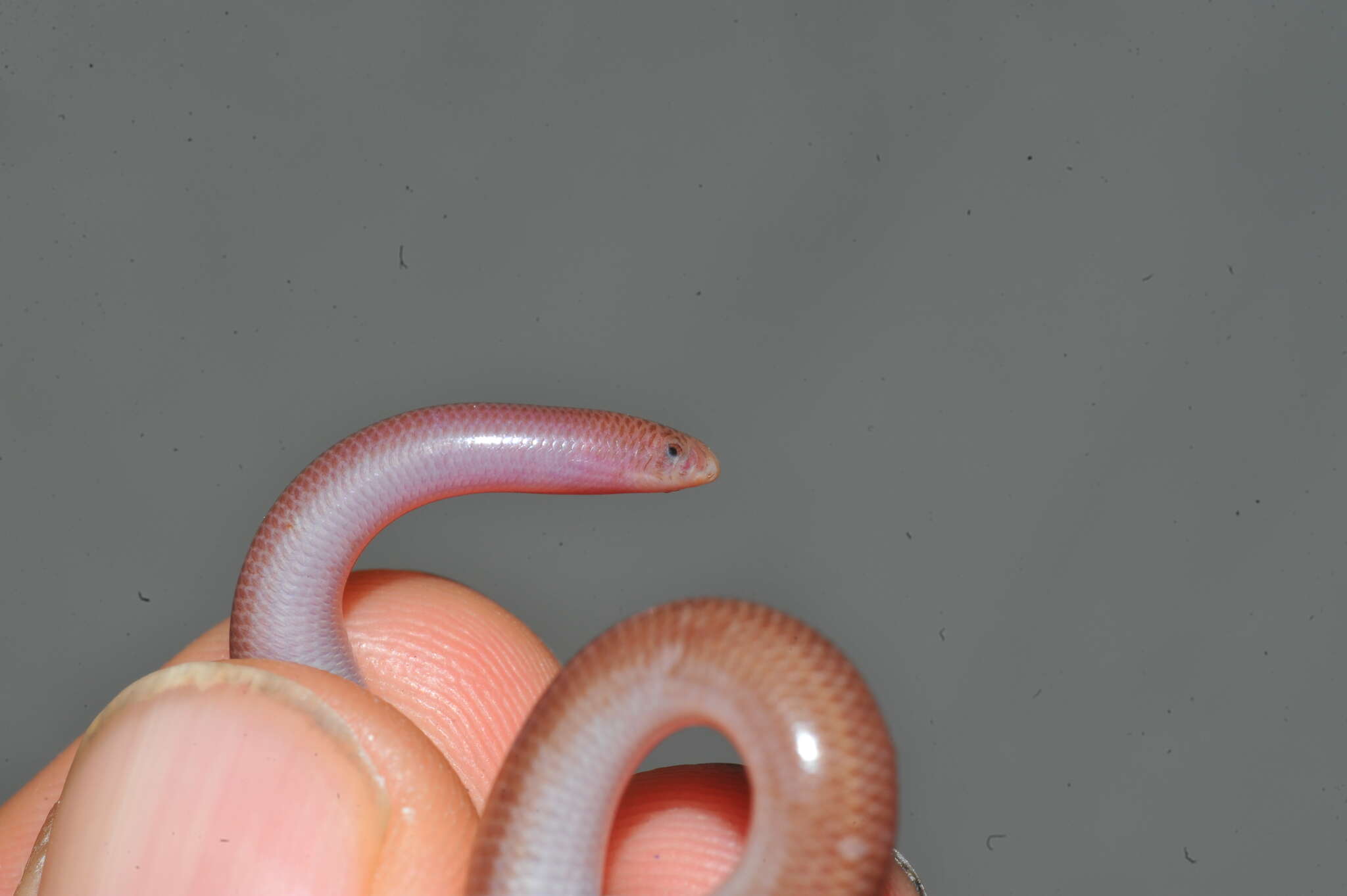 Image of Guantanamo Bay Blindsnake