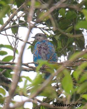 Image of Lovely Cotinga